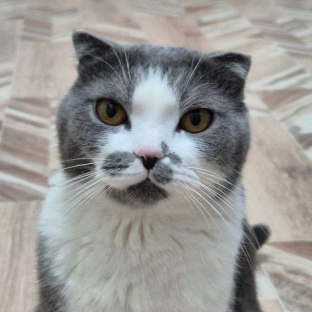 Пропала домашняя кошка