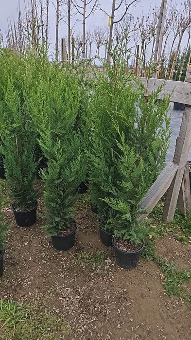 Pret minim garantat, Leylandii super soluție pentru gard viu