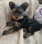 Yorkshire Terrier TeaCup