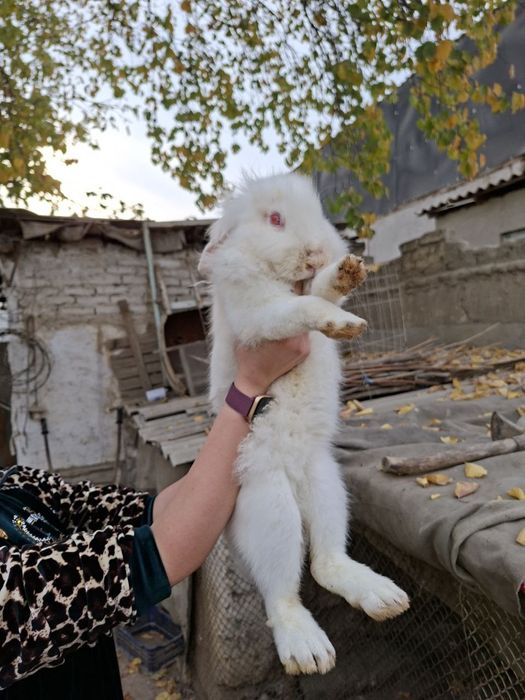 Продаю кроликов 6-7месячные