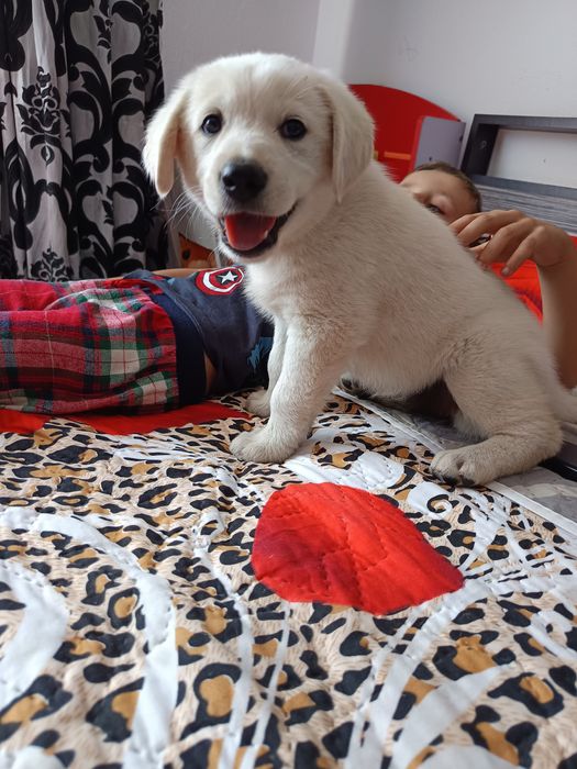Labrador retriever