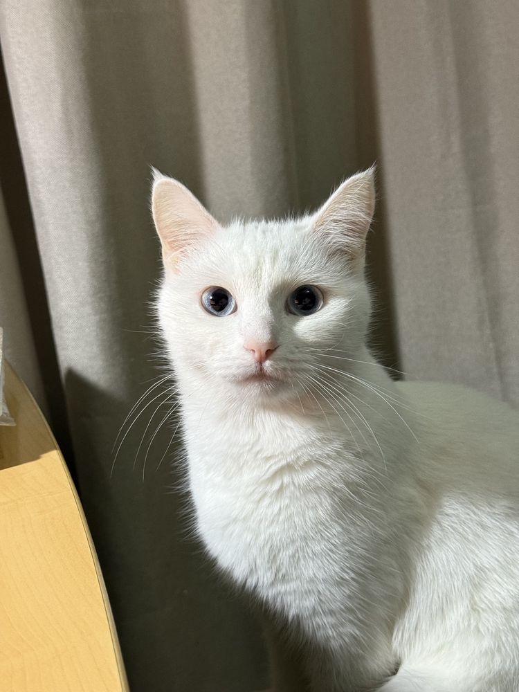 Ищу добрый дом для двух кошечек