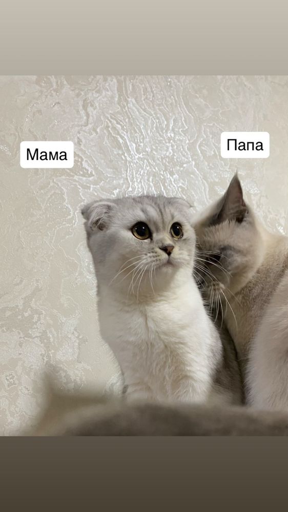 Scottish fold arzon narxlada