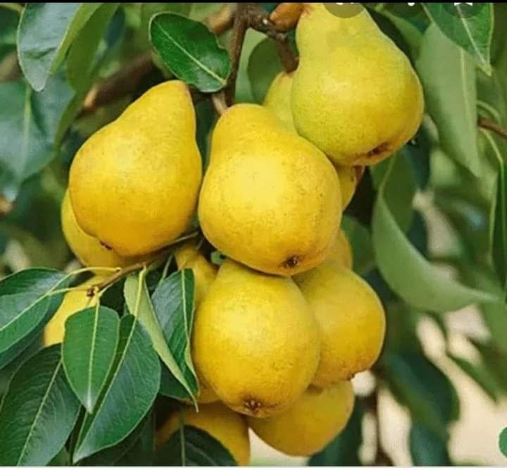 Aluni soiuri Nuci Chandler Paulownia Ciresi Meri Par Prun Mosmon Visin