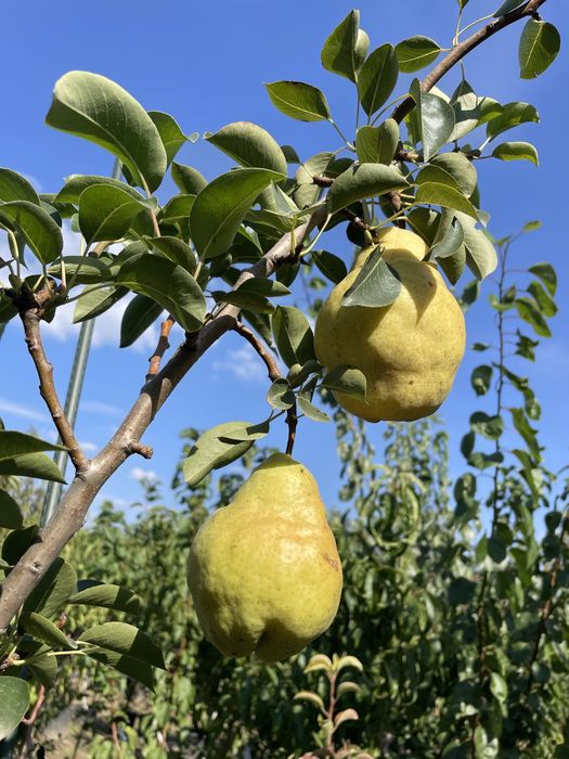 Pomi fructiferi !Pe rod !