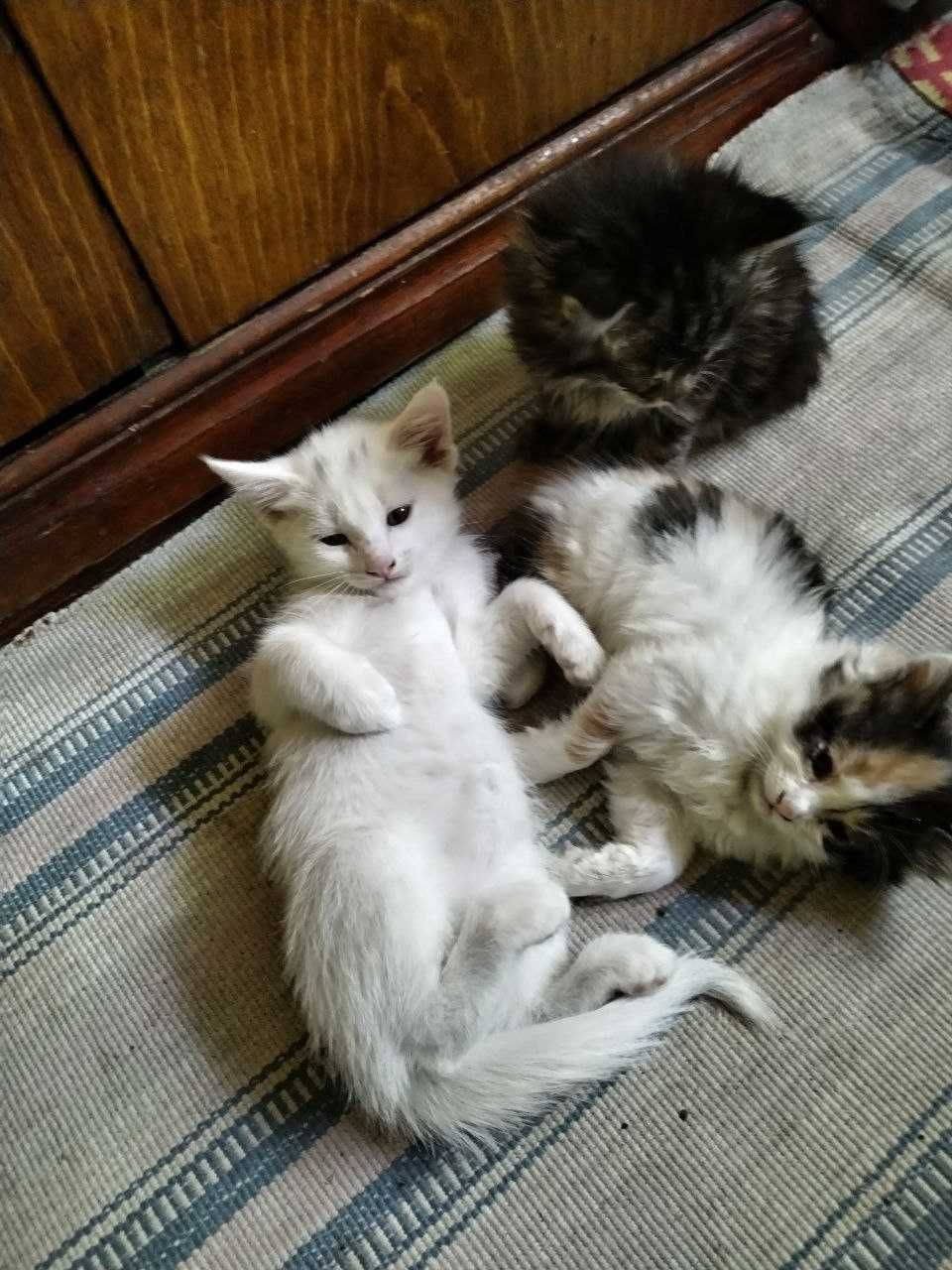 Отдаем приученых котят