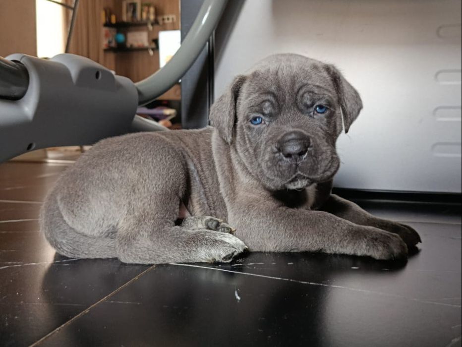 Щенки Итальнских Кане Корсо