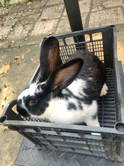 Мъжки заек на 6 месеца