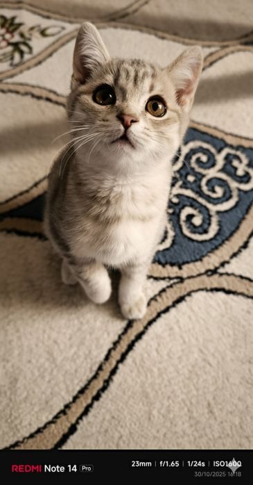 Scottish Straigh ( Dad British Shorthair Shinshilla Mom Scottish Fold)