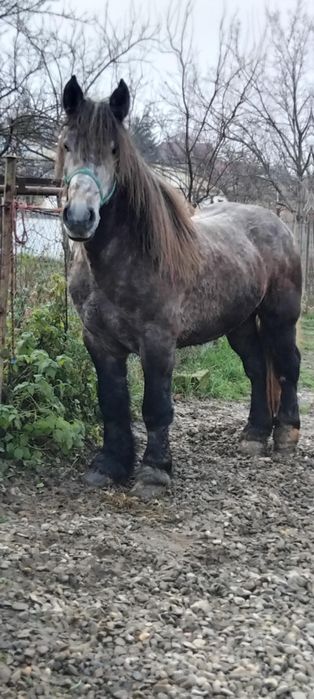 Vând armasar de 3 ani jumate