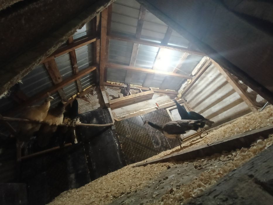 Vând păuni standard