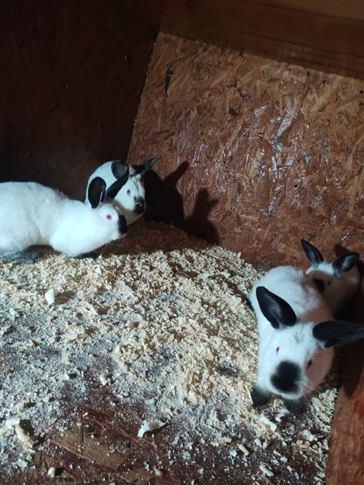 Vând iepuri californian