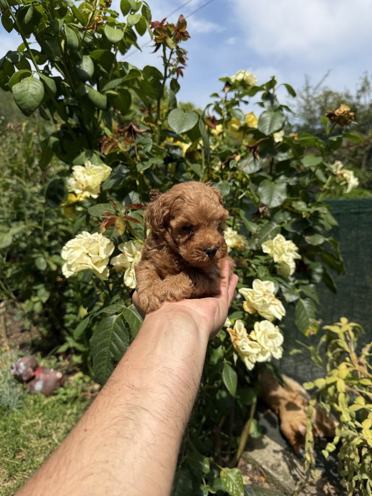 Пудел той момче. Poodle toy