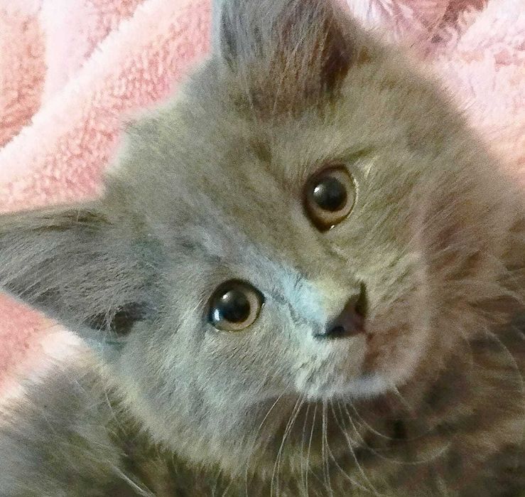 Printesa ANAIS Blue cauta casuta