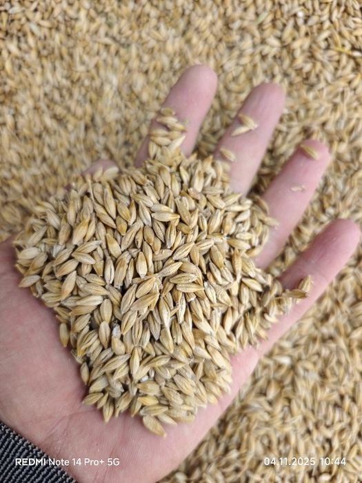 Козок арпа оптомга