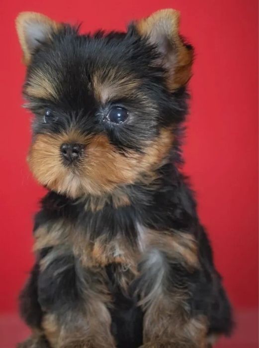 Yorkshire terrier talie mica