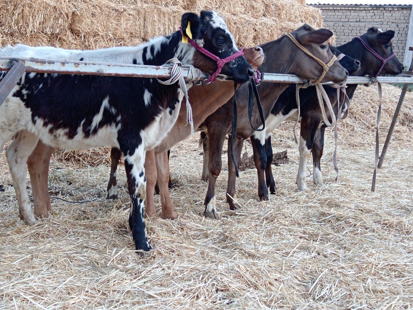 Buzoqlar sotladi 7 milondan 9 milongacha