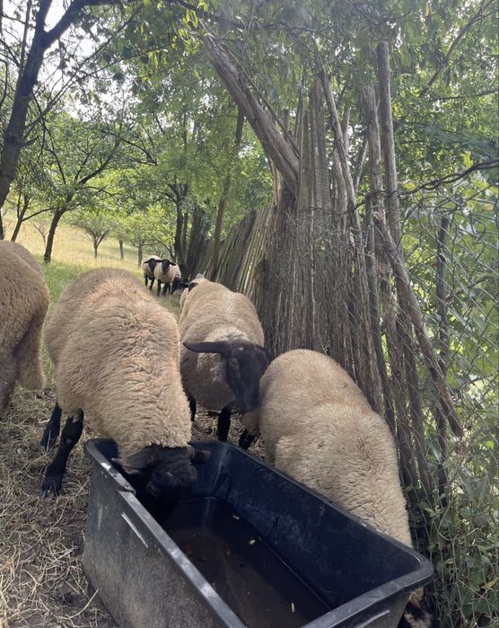 Vând berbecuți Suffolk