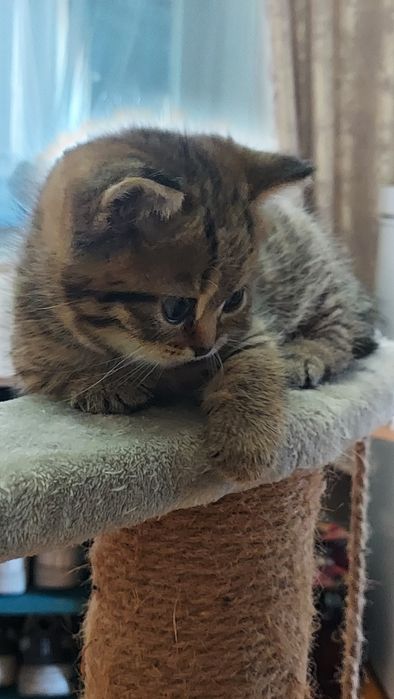 Шотландские вислоухие котята