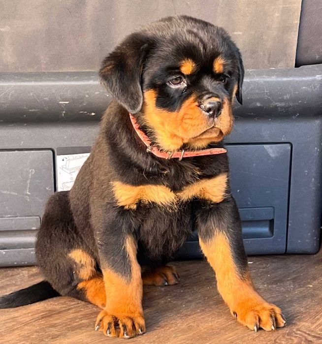 Pui Rottweiler talie mare cu PEDIGREE