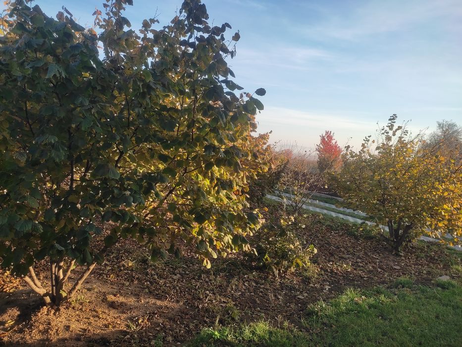 Vând puieți de alun.