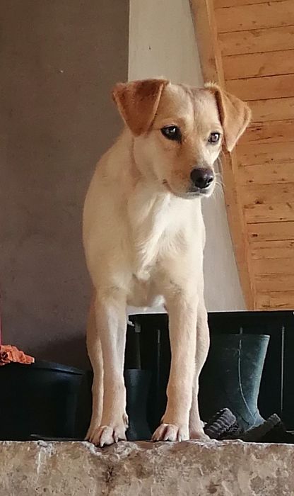 Donez cățelușă sterilizată foarte energică