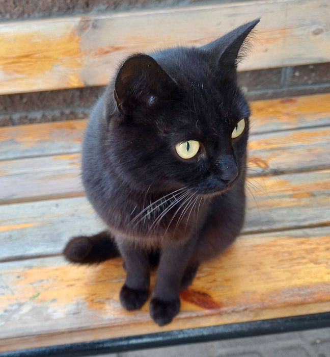 Найден чёрный молодой кот. Очень нужен дом.
