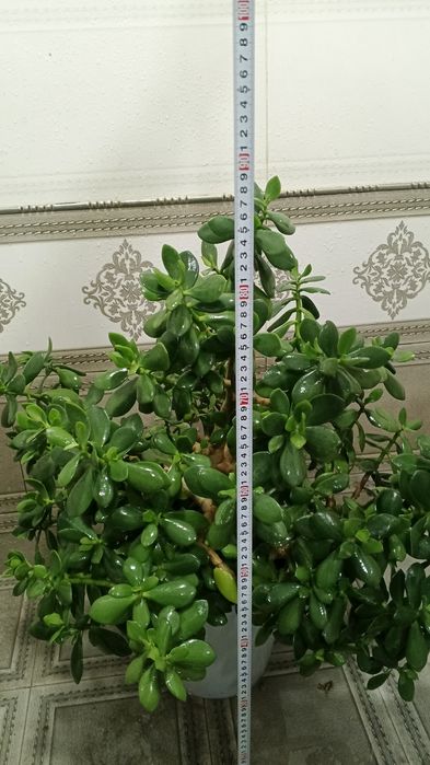 Денежная дерево. Доллар гул.