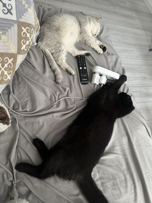 Отдам кошку и кота даром