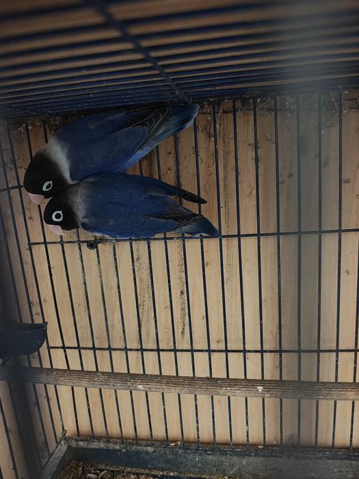 Vând pereche agapornis sau schimb