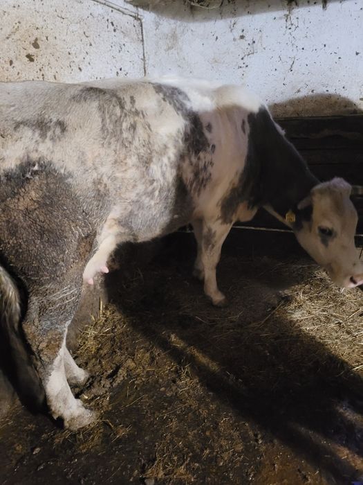 Vând vacă cu vițea