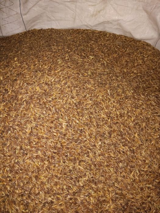 Vând ovăz negru producție 2025