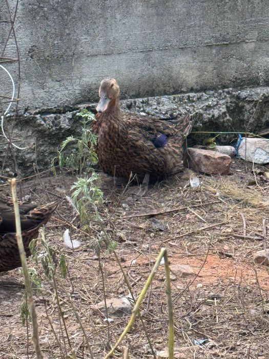 Ouă incubat Rouen sălbatic original