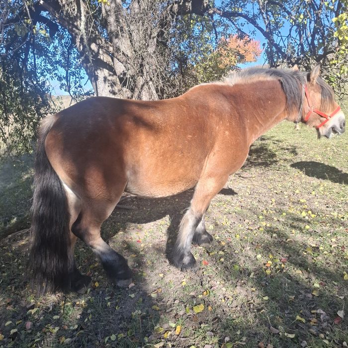 Cal de vânzare garantat