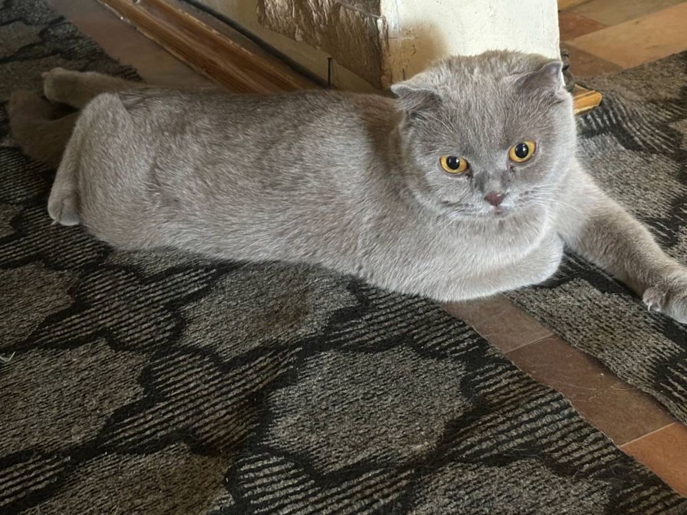 продаются котята скоттиш фолд и страйт. Элитные,породистые