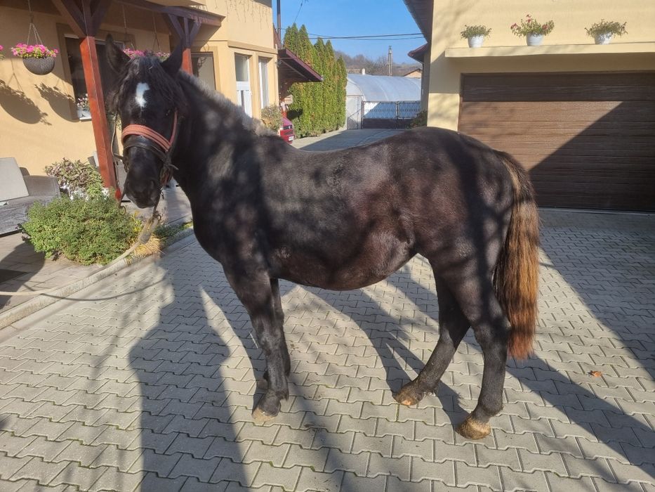 Iapa tânâră caută alt stăpân ( 1 an si 6 luni )