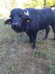 Vand un taur si o vaca de bivol