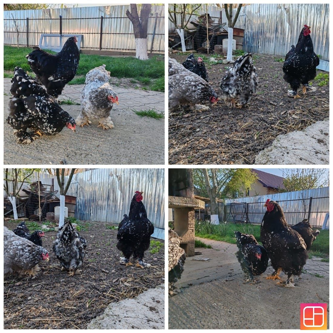 Pui Brahma Negru Bobat