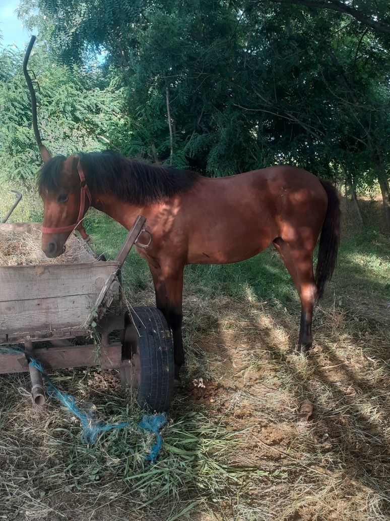 Vand manza de 1 an