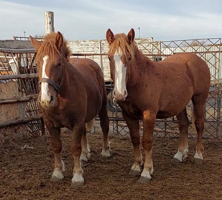 Продам жеребцов Советских тяжеловозов