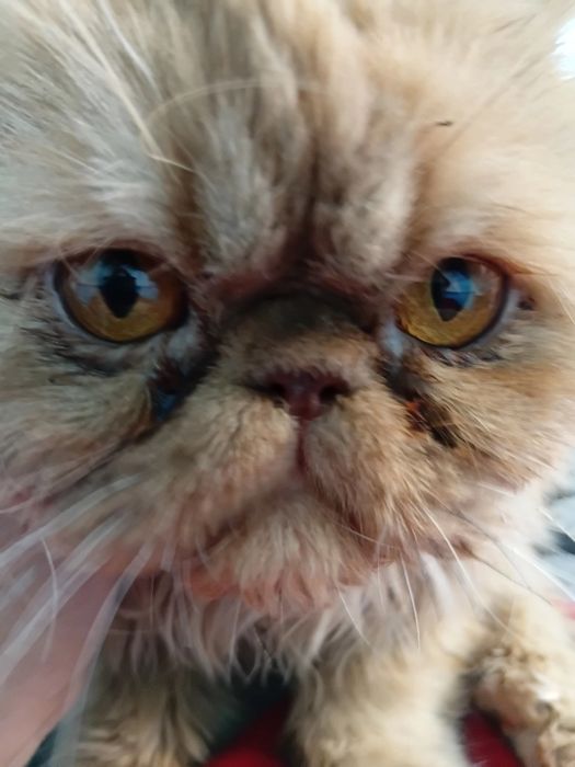 Oliy navli mushuklar sotiladii 200 dol