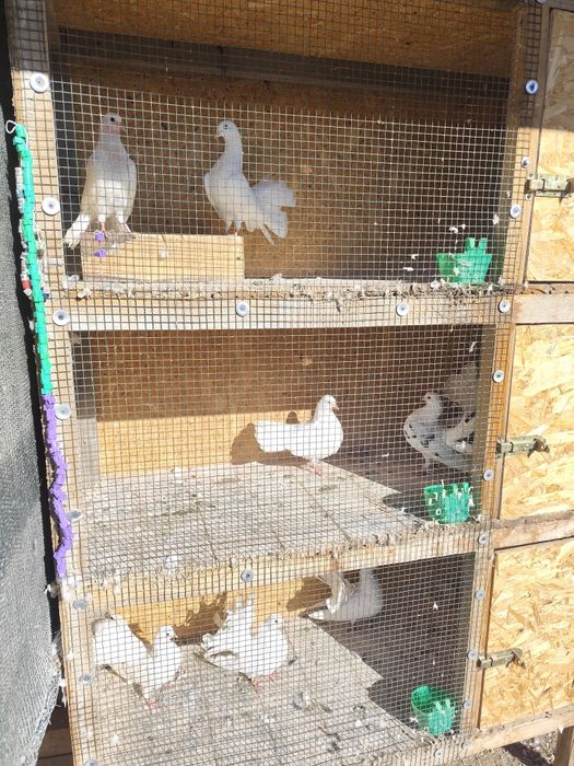 Vând porumbei  înfoiați