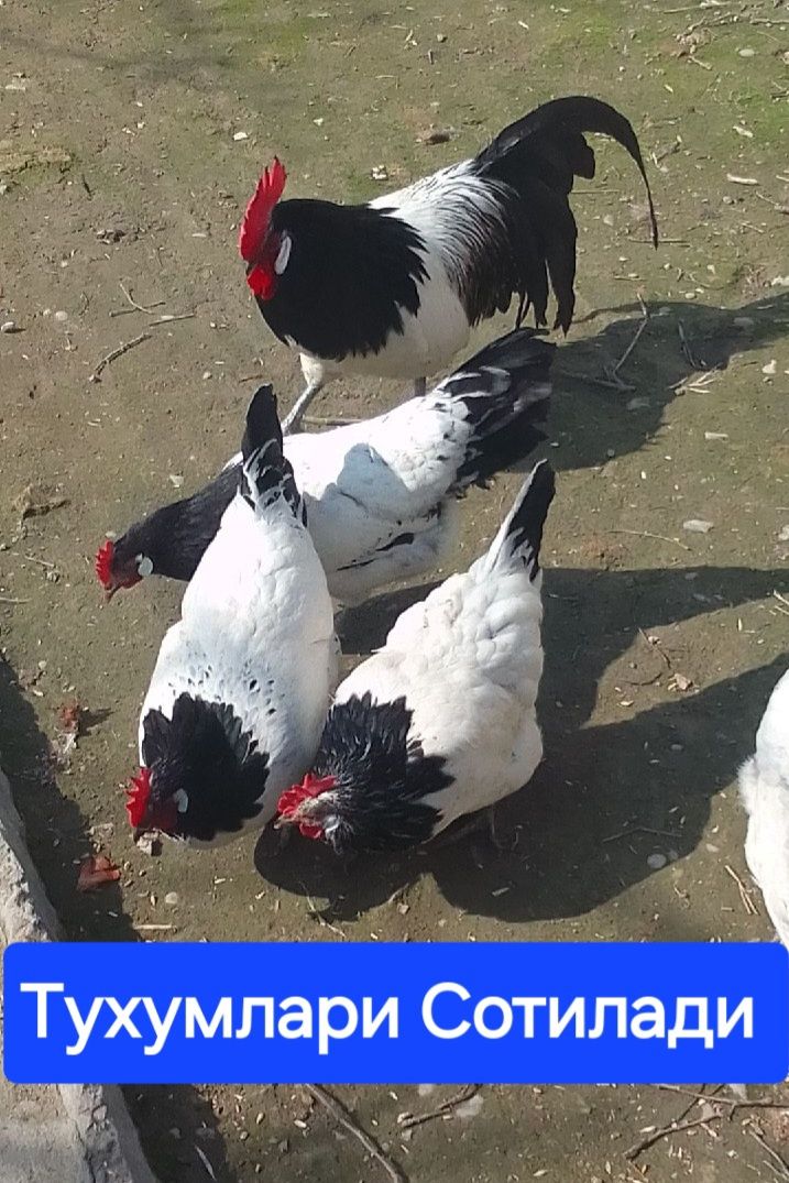 BREKIR, LAKADELFI, Jojalari sotiladi