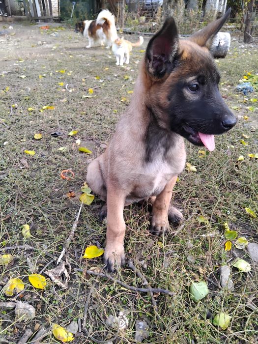 Ciobănesc belgian malinois