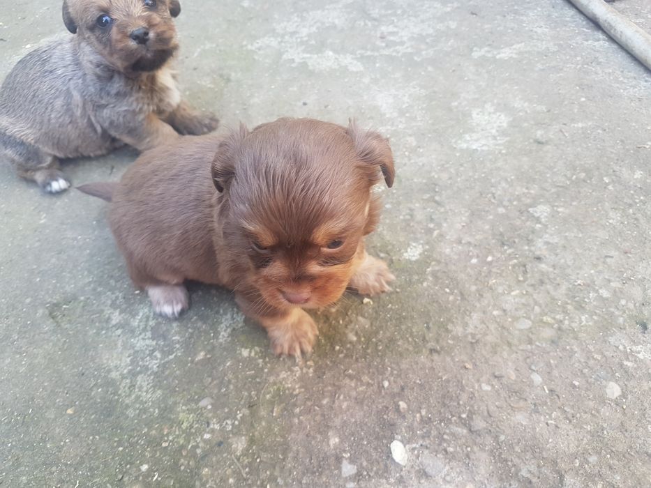 Puisori de bichon cu beagle, 6 saptamani