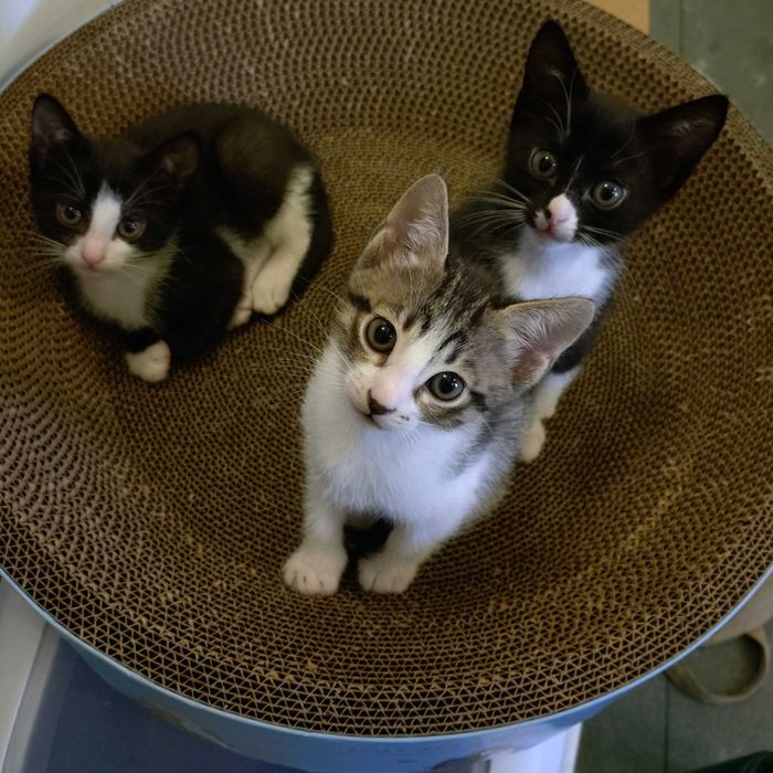 Котета на 3 месеца търсят дом