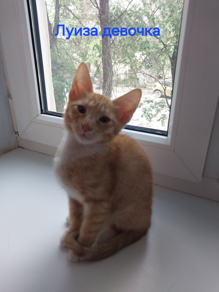 Котята домашние возраст 4 месяца