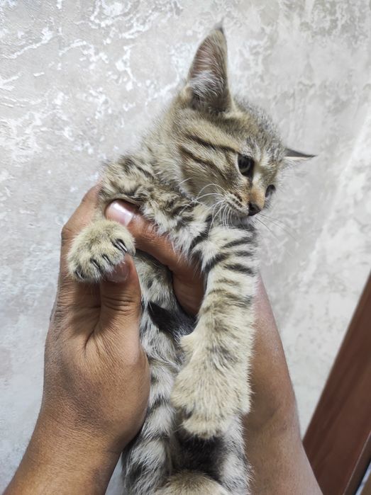 Продам скоттиш страйт