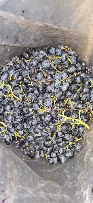 Struguri de vin Soi Moldova