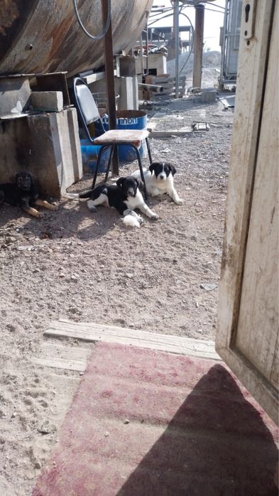 Отдам щенят в хорошие руки 2.5 месяца